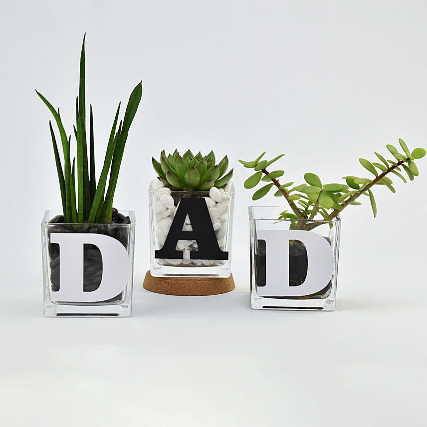 Trio of Plants for DAD: Fathers Day Gifts to Bahrain