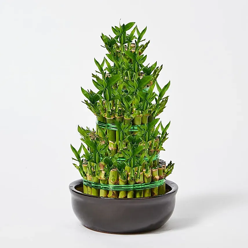 5 Layer Bamboo in Ceramic Pot: Good Luck Plants