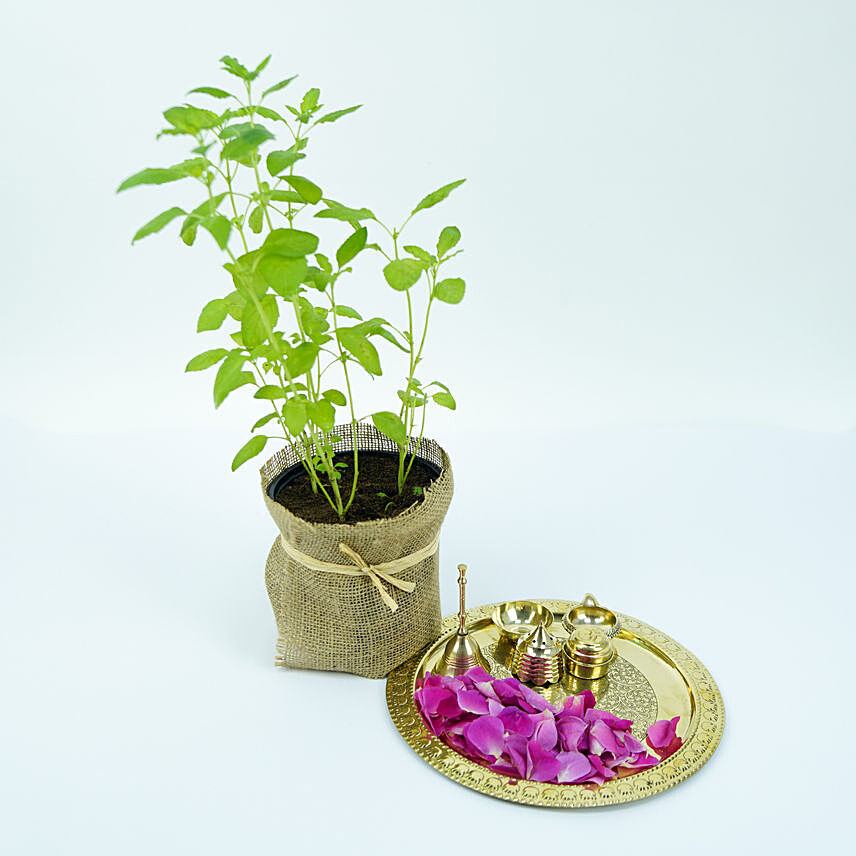 Tulsi Plant and Pooja Thali: Pooja Thali 