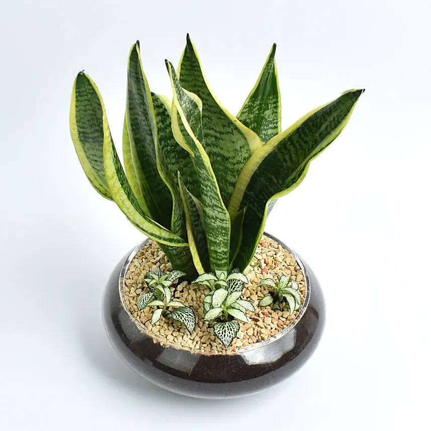 Snake Plant and Fittonia Dish: Dish Gardens