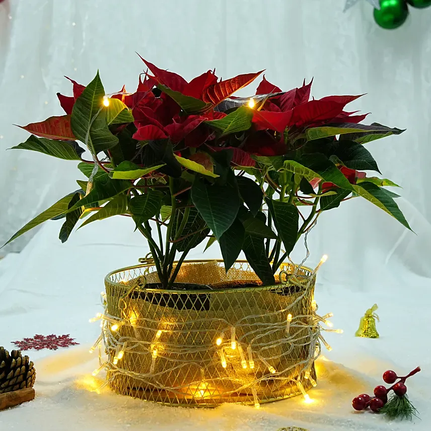 Bright Poinsettia Basket: Poinsettia Flowers