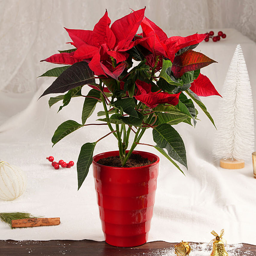 Poinsettia in Red Planter: Poinsettia Plants for Christmas