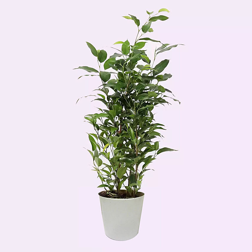 Ficus Plant In Ceramic Pot: Bonsai Plants