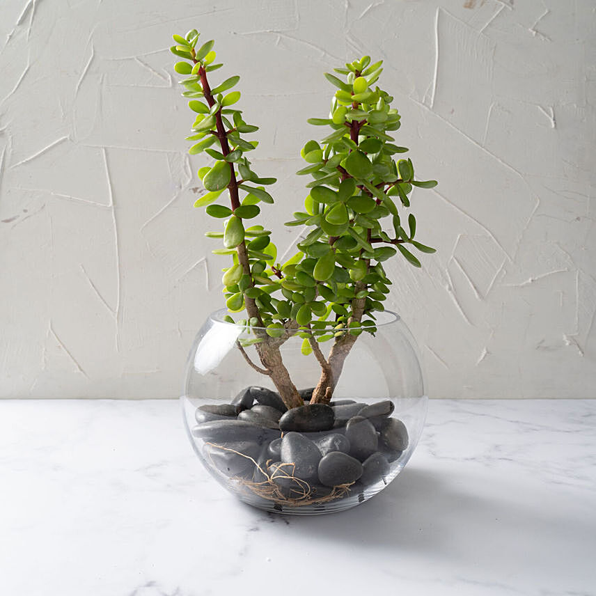 Jade Plant In Glass Bowl: Plants In Dubai