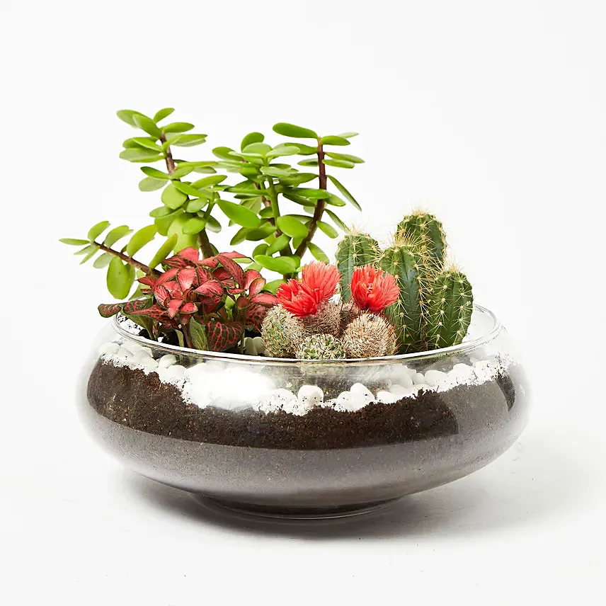 Jade With Fittonia & Cactus Plant In Small Fish Bowl: Outdoor Plants to Dubai