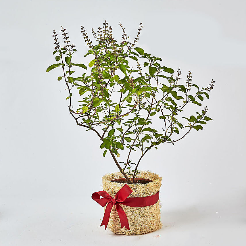 Jute Wrapped Tulsi Plant: Outdoor Plants to Dubai