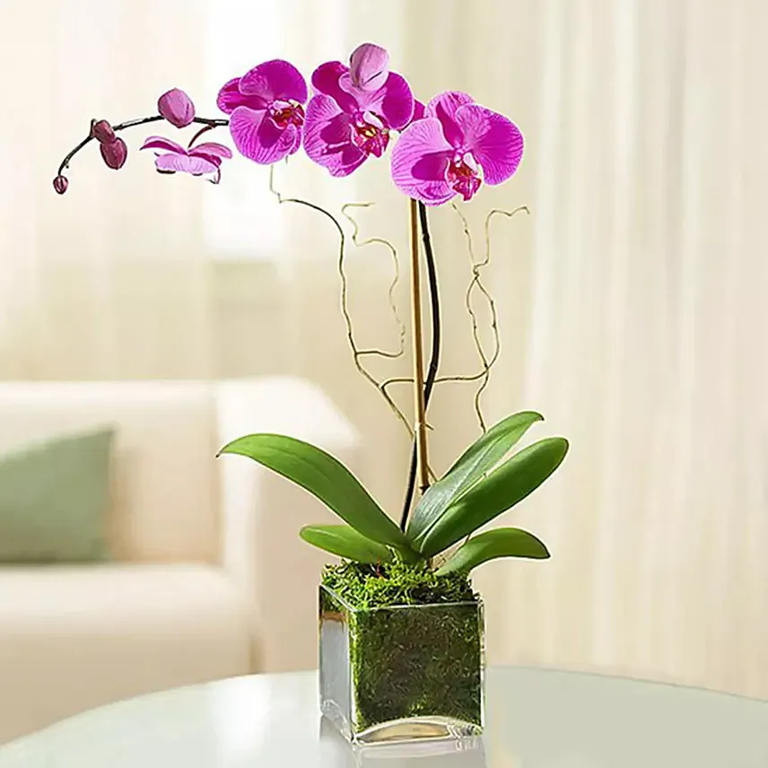 Purple Orchid Plant In Glass Vase: Plants In Dubai