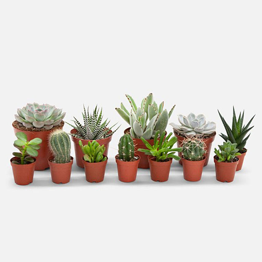 Set Of 12 Lovely Indoor Plants: Cactus and Succulents