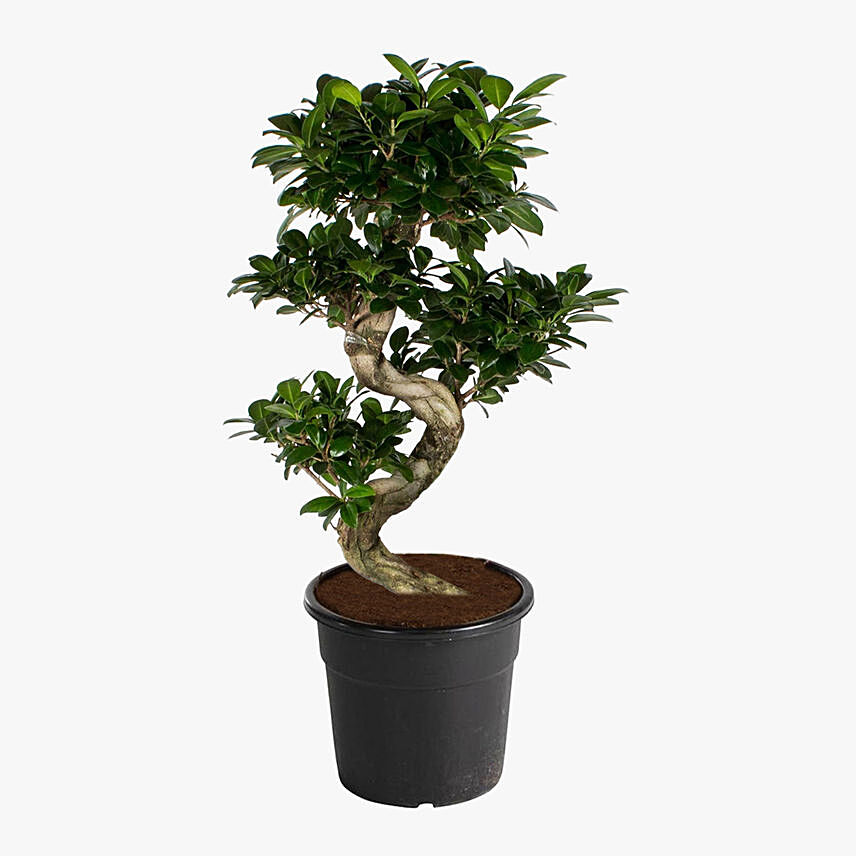 S Shaped Ficus Plant 80cm: Indoor Bonsai Tree