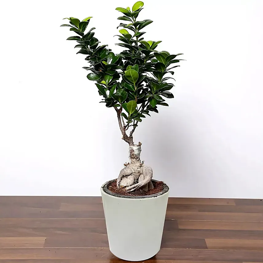 Zen bonsai in a ceramic pot: Bonsai Plants