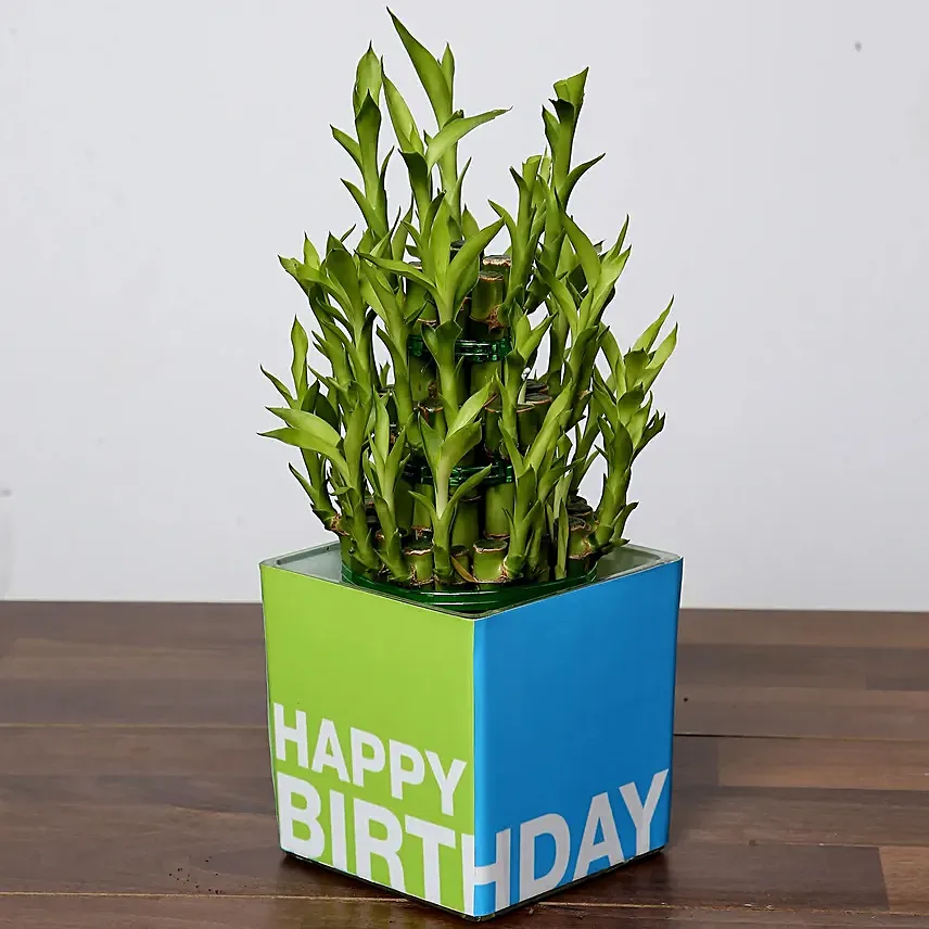 3 Layer Bamboo Plant For Birthday: Birthday Gifts