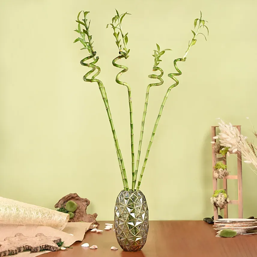 100cm Spiral Lucky Bamboo in Premium Vase: Bamboo Plant