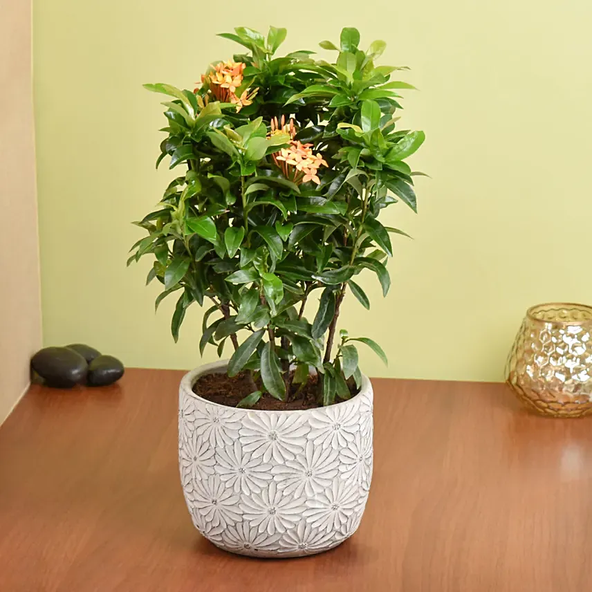 Beautiful Ixora Flower Plant In Ceramic Pot: Plants In Dubai