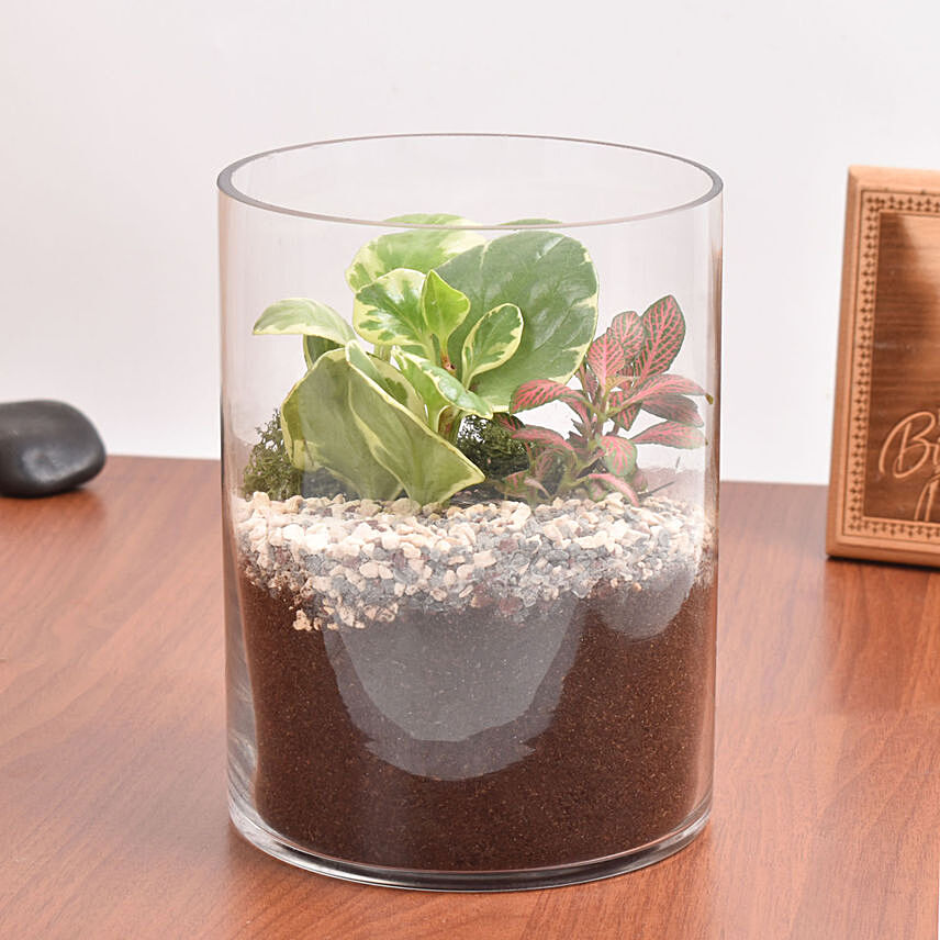 Decorative Mini Plants in Glass Planter: 