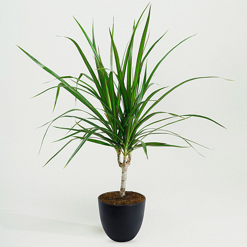 Dracaena Plant In Black Pot: Air Purifying Indoor Plants