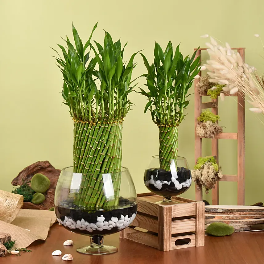 Duo of Lucky Bamboo Wheel Plant: Lucky Bamboo