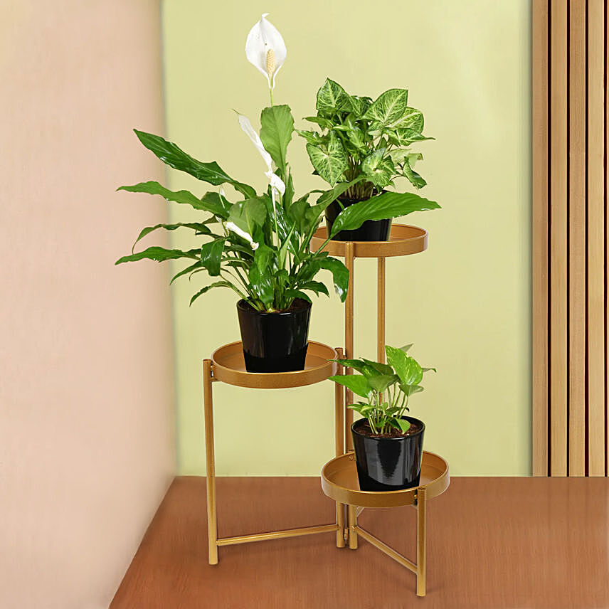 Plant Stand of Air Purifying Plants: Plants Combo 