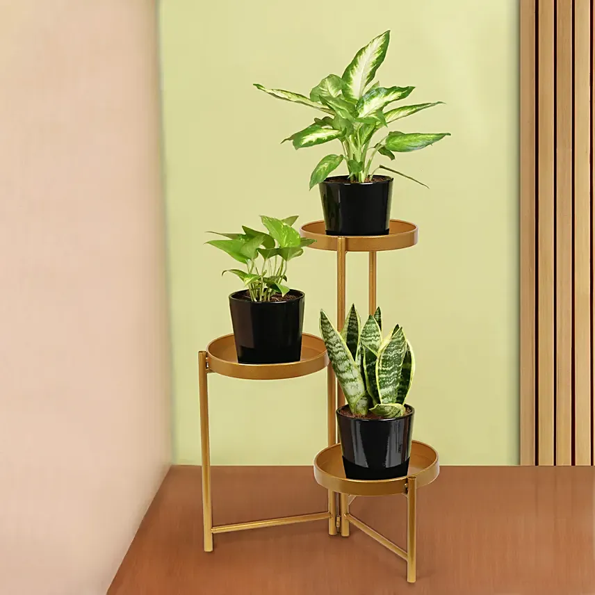 Low Maintenace Plant Decor Stand: Snake Plants