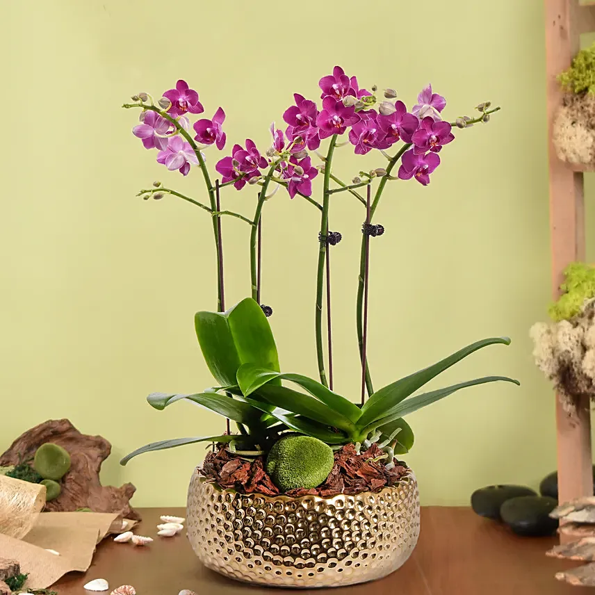 4 Stems Small Purple Orchid Plant In Premium Gold Pot: Last Minute Delivery Gifts