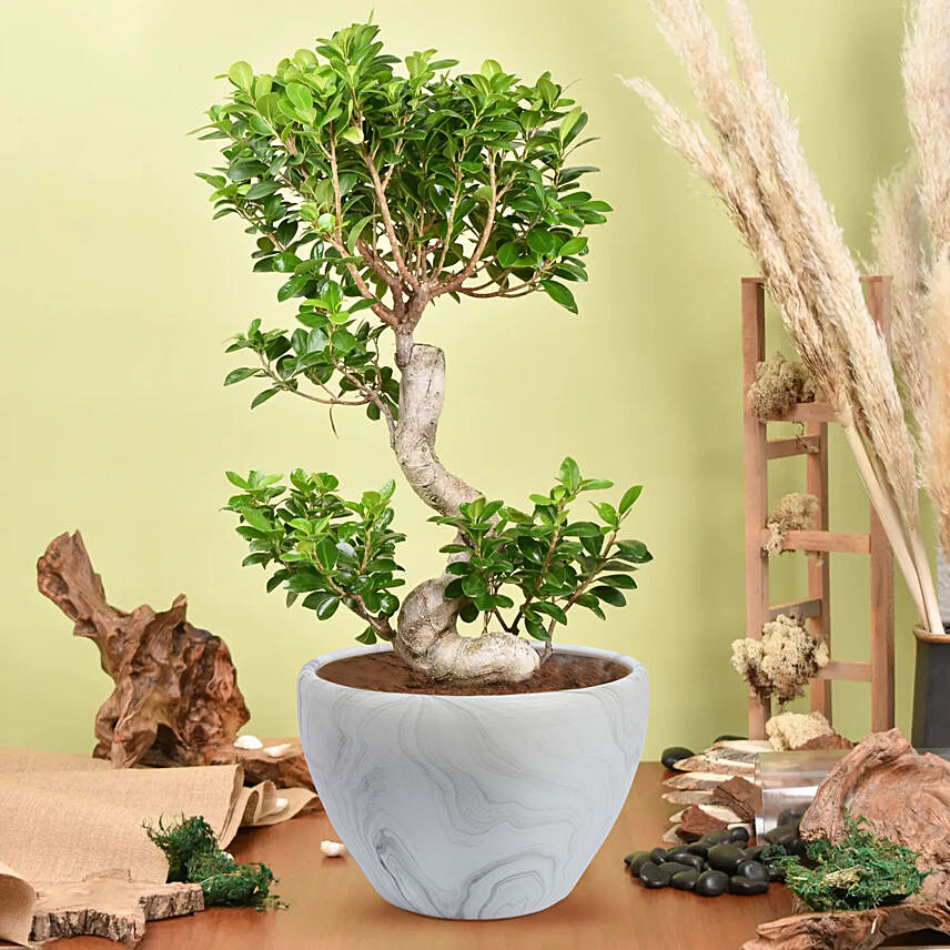 S Shape Ficus Bonsai in Premium Planter: Indoor Bonsai Tree