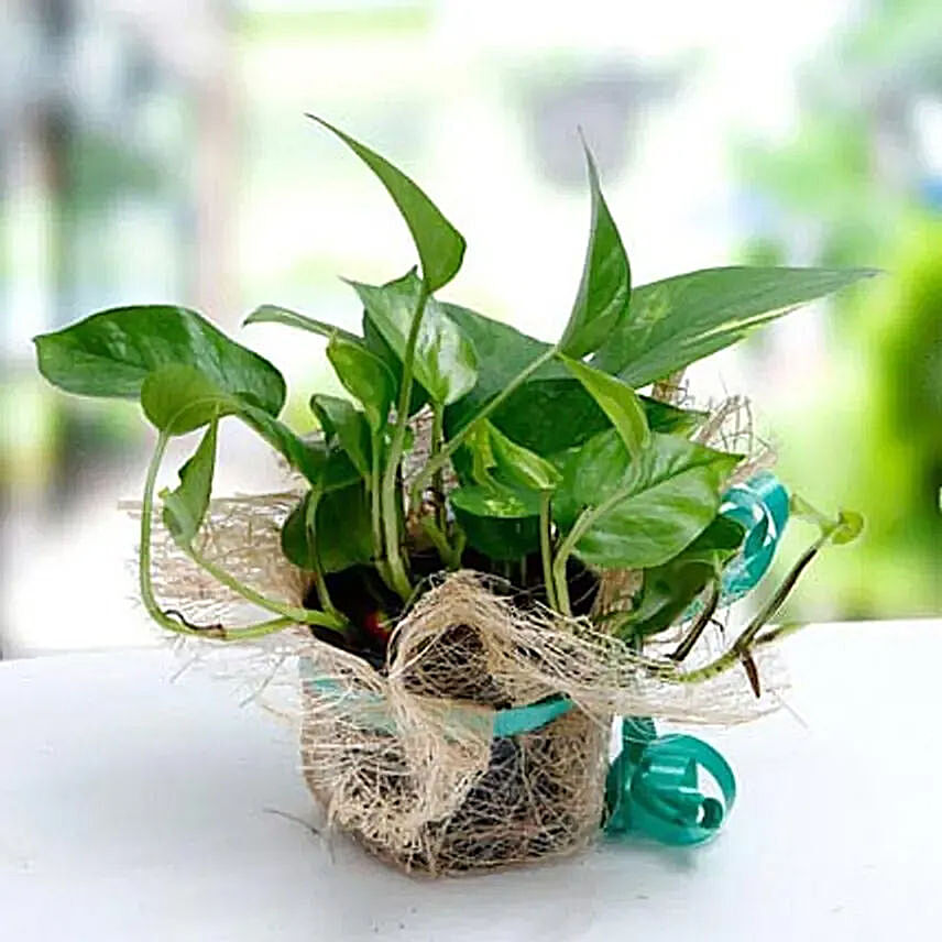 Small Money Plant Jute wrapped: Same Day Plants Delivery