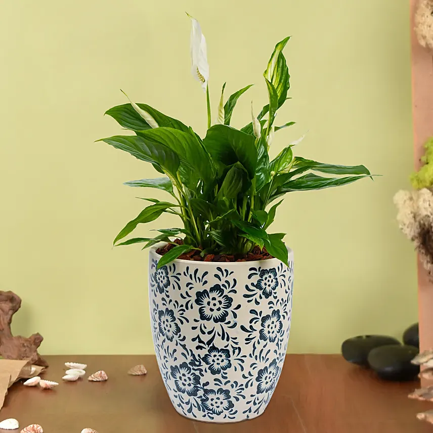 Peace Lilly Or Spathiphyllum in Premium Pot: Plants  in UAE from Fnp.ae