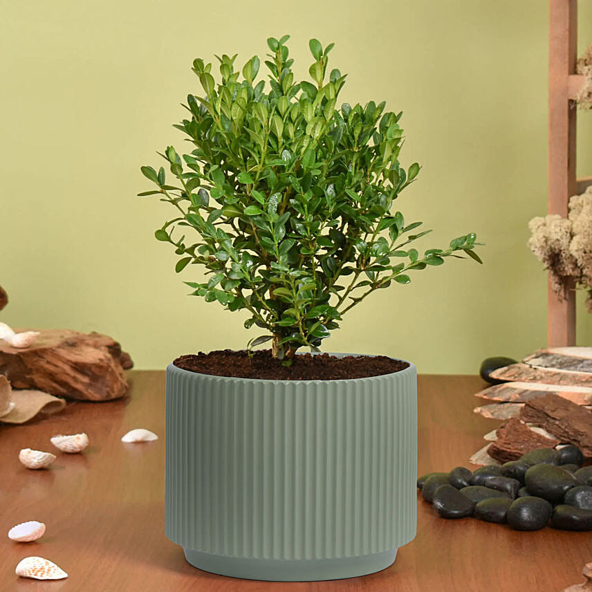 Boxwood Plant Small: Outdoor Plants