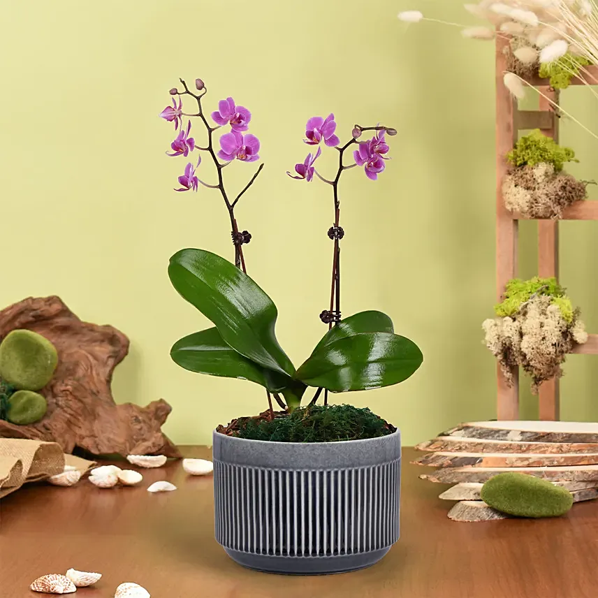 Mini Pink Holland Orchid Arrangement: Orchid Plants 