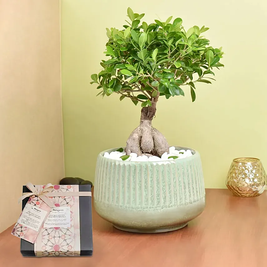 Chocolates & Bonsai Delight Set: 