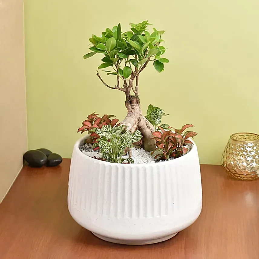 Bonsai & Fittonia Plant In Platter Planter: Dish Gardens