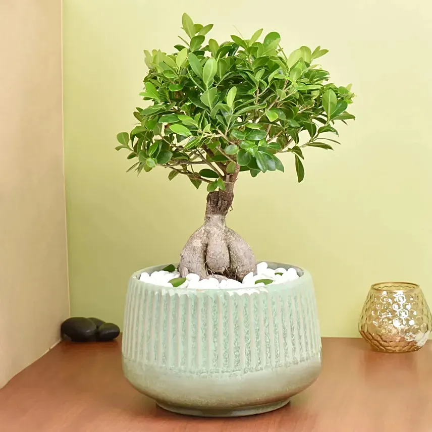 Bonsai Plant In Ceramic Pot: Farewell Gifts