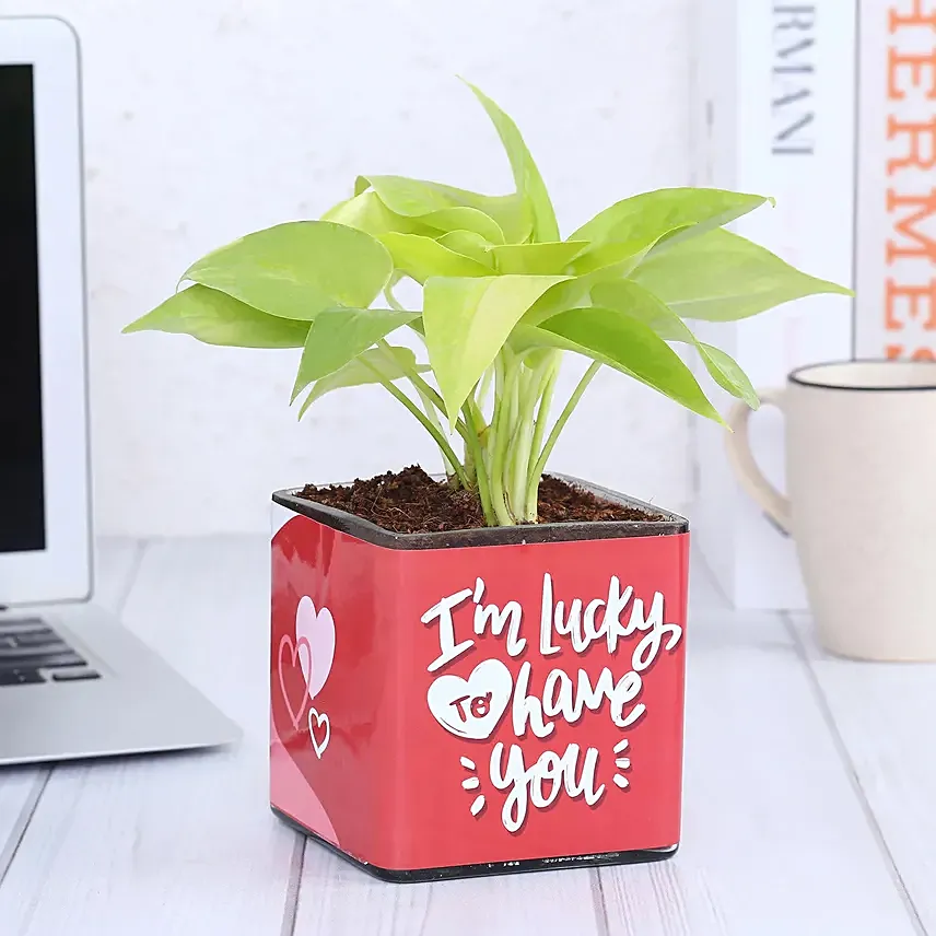 Money Plant In Lucky To Have You Glass Pot: Plants