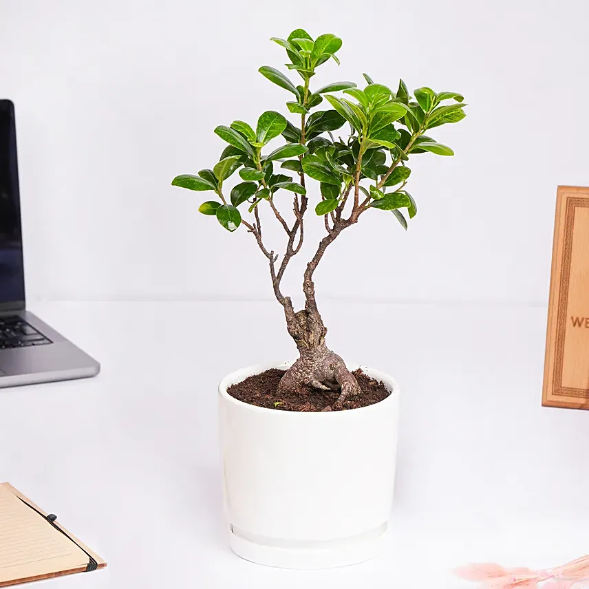 Zen bonsai in a ceramic pot: Good Luck Plants