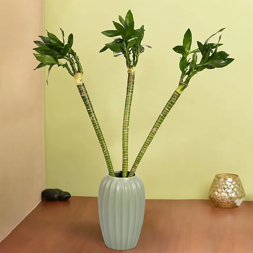 Tiger Lucky Bamboo in Premium Vase: Good Luck Plants