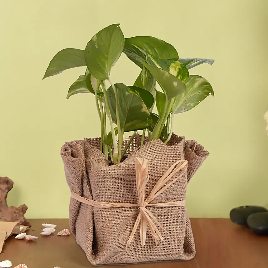 Small Money Plant Jute wrapped: 