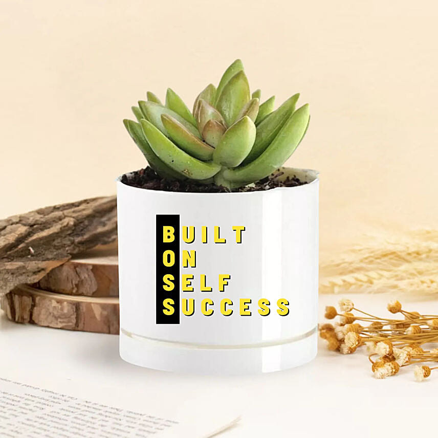 Echeveria Plant In Built On Self Success Vase: Boss Day Gifts