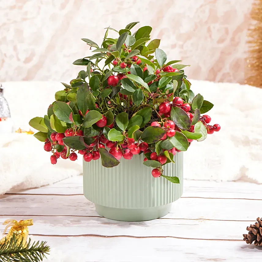 Gaultheria Rose Berry Plant: Christmas Gift For Her