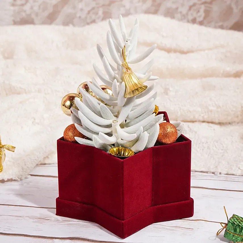 Senecio Plant in Star Shaped Pot: Poinsettia Plants