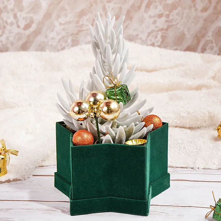 Senecio Plant in Star Shaped Pot Green: Christmas Gift For Her