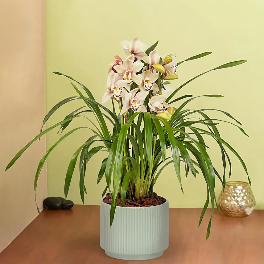 Pearl Bloom Cymbidium: Plants  in UAE from Fnp.ae