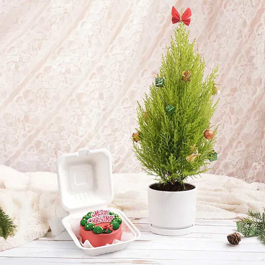 Cupresses Christmas Plant With Bento Cake: 