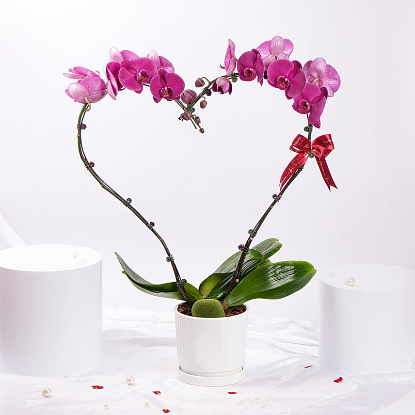 Purple Heart Orchid: Orchid Flower Bouquets