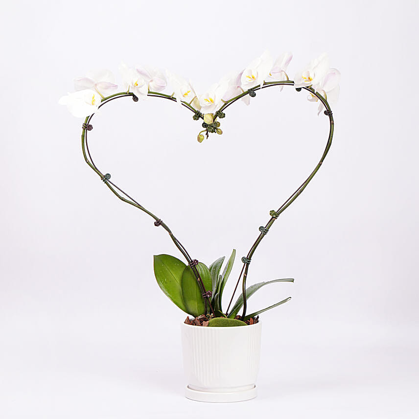 White Heart Orchid: نباتات