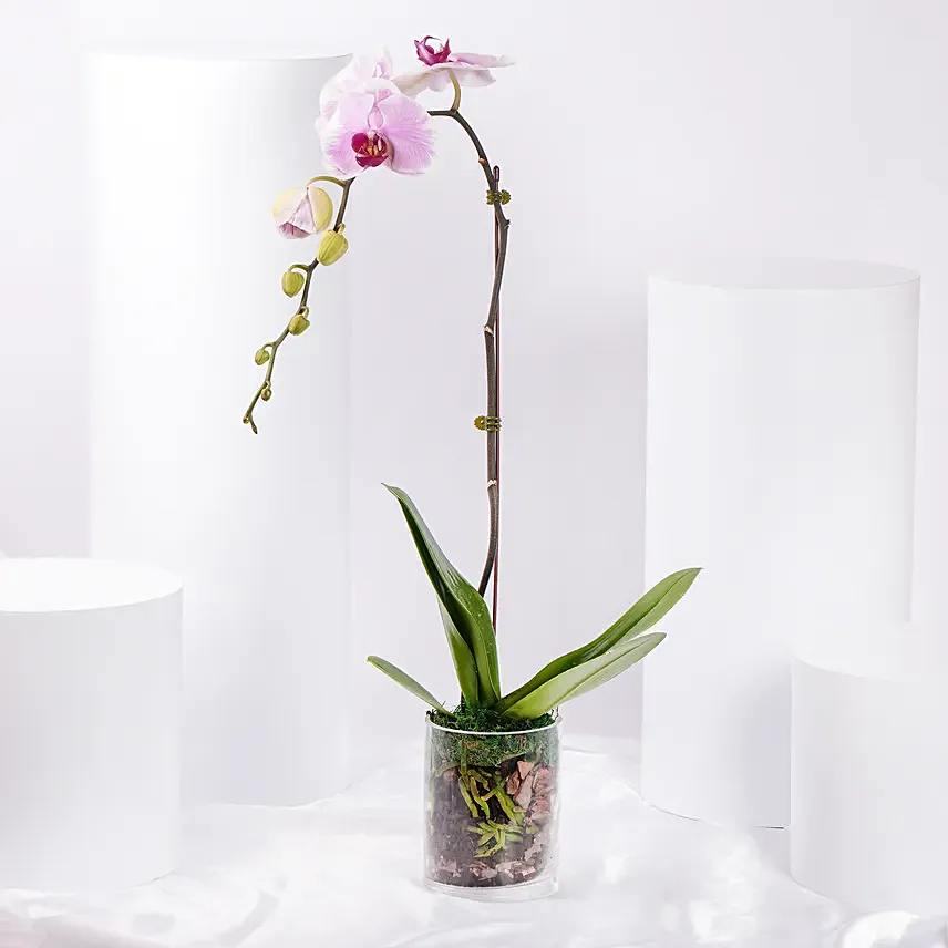 Pink Blush Dual Shade Orchid Plant: Orchid Flower Bouquets