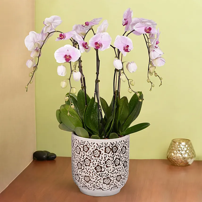 Orchids Serenity: Anniversary Gifts