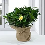 Gardenia Jasminoides with Jute Wrapped Pot Mothers Day Gifts Mother Day Mom's Gift