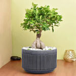 Bonsai Plant In Green Pot