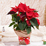 Poinsettia Plant in Natural Jute