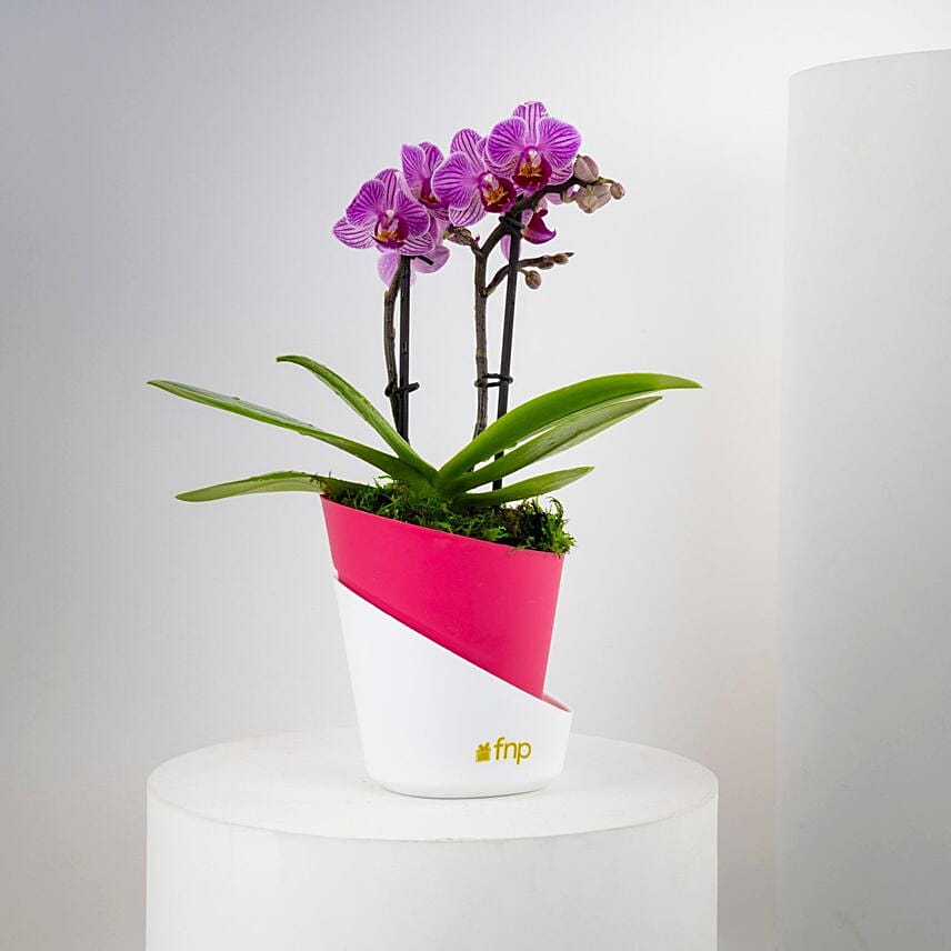 Valentine Dual Stem Mini Orchid Plant: توصيل هدايا الرياض