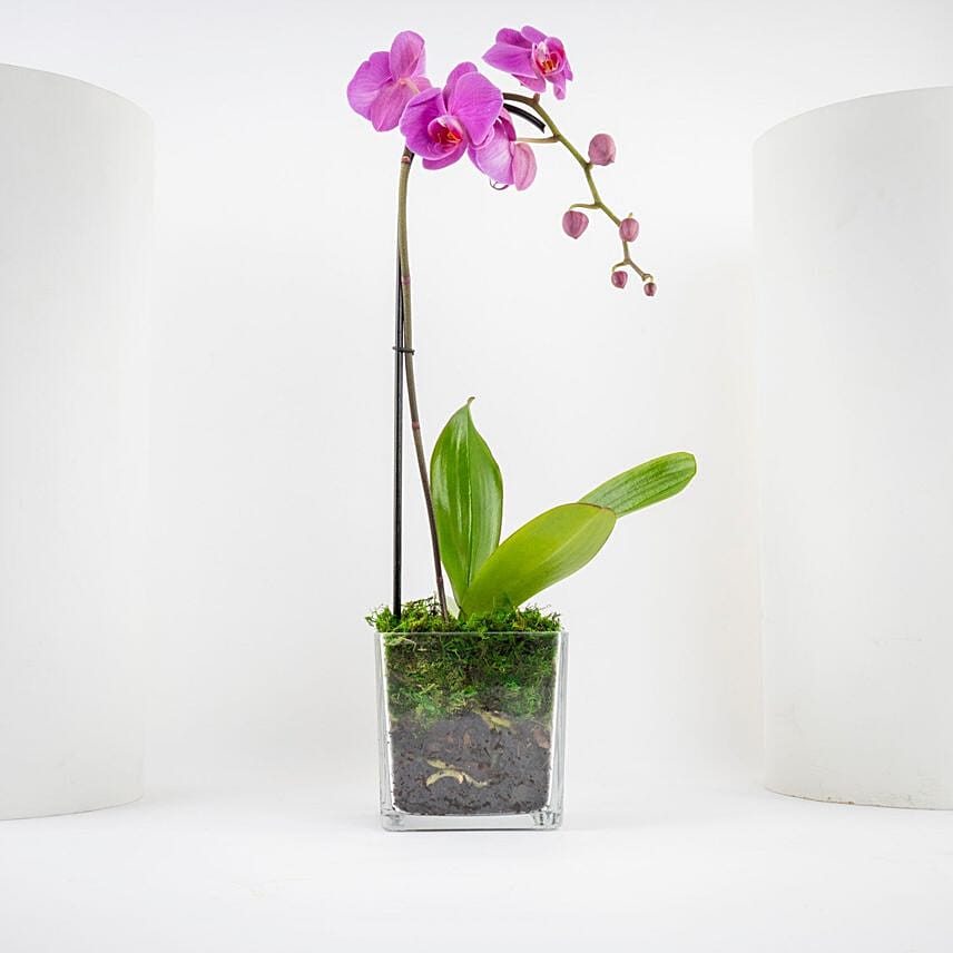 Valentine Purple Orchid Single Stem Vase: توصيل هدايا الرياض